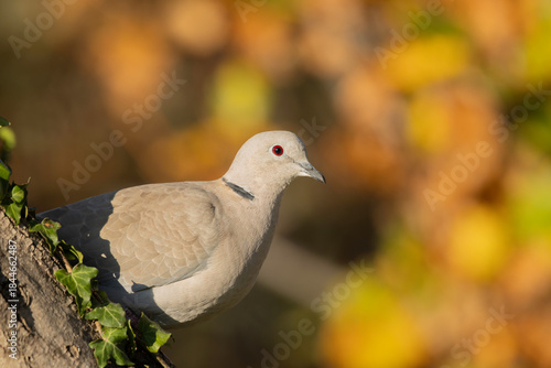 Close-up of Collared Dove on a Rough Wooden Surface