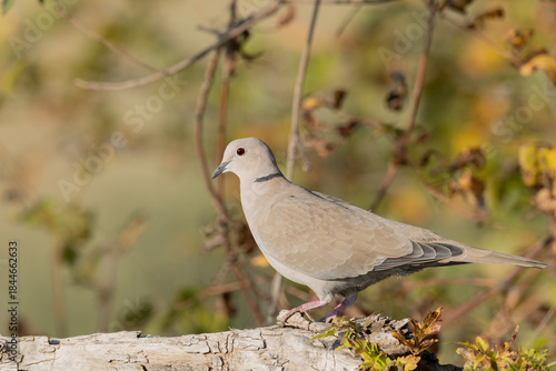 Collared Dove (Streptopelia decaocto) Close-up Portrait with Smooth Yellow Bokeh