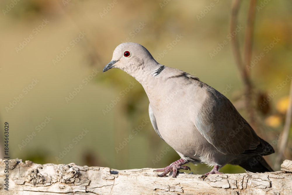 Obraz premium Streptopelia decaocto Bird Portrait against a Smooth Yellowish Background