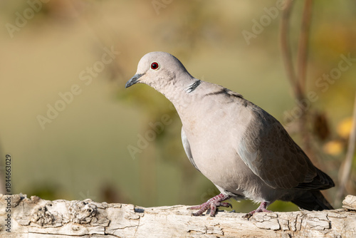 Streptopelia decaocto Bird Portrait against a Smooth Yellowish Background
