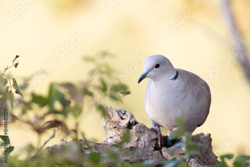 Close-up of Collared Dove on a Rough Wooden Surface
