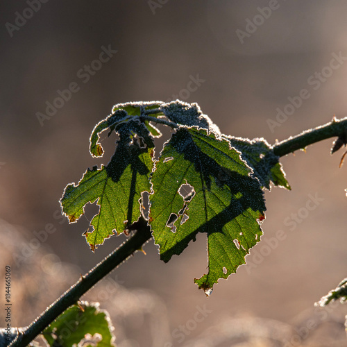 Frozen leaf on a branch back lit by the rising sun