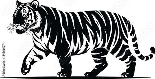 Majestic walking tiger illustration, black and white wildlife vector, powerful striped big cat, aggressive predator design, isolated animal silhouette artwork