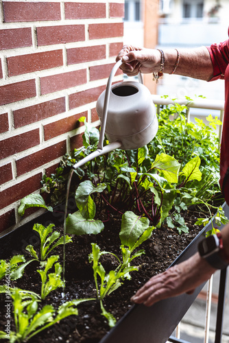 Close-up of senior woman's hands watering balcony vegetable garden