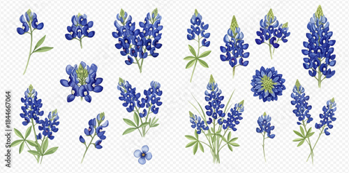 Set of beautiful bluebonnet flowers and leaves in various arrangements, isolated on a transparent background.