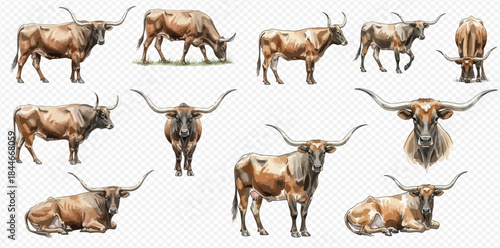 Collection of various watercolor illustrations depicting Texas Longhorn cattle in different poses and angles.