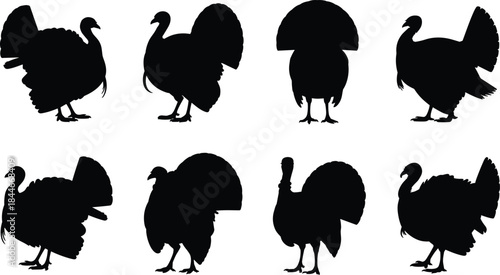 Turkey silhouettes in multiple standing poses, black flat vector illustration showing different angles and feather displays of wild turkey birds