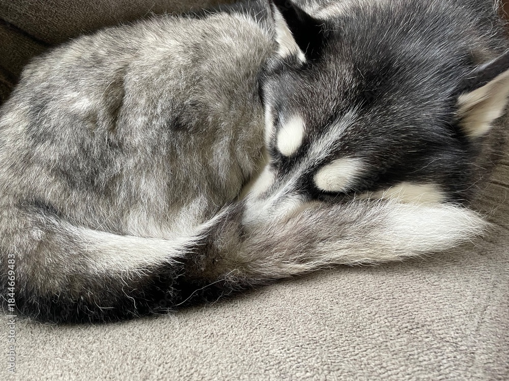 Fototapeta premium siberian husky puppy