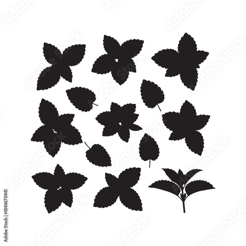 WLemon Balm Herb Silhouettes Collection,Lemon Balm Silhouettes,Vector Lemon Balm Herb Silhouettes,Herbal Plant Silhouettes,lemon balm vector