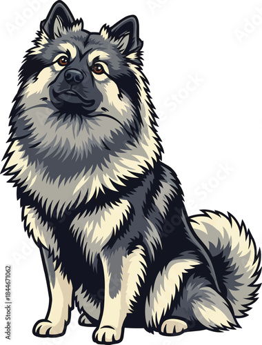 Keeshond dog sitting looking up curious friendly pose