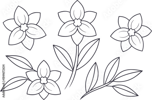 Orchid Flower Set in Clean Outline Strokes. Minimal Orchid Flower Design with Line Art Style. Botanical Orchid Flower Illustration in Outline. Elegant Natural Orchid Flower Collection in Linear Style
