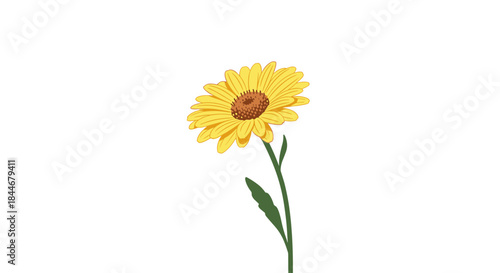 Sunflower illustration with bright yellow petals a warm brown center and slender green stem set against a white background for simple botanical artwork.