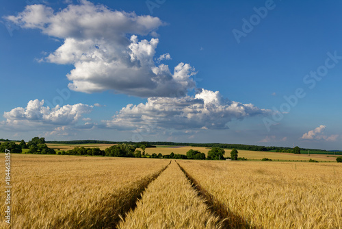 A beautiful wheat field under a sunny sky with puffy white clouds.