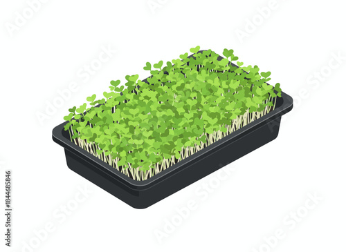 Isometric vector illustration of vibrant green microgreens growing in a black planting tray, symbolizing healthy eating and organic gardening.