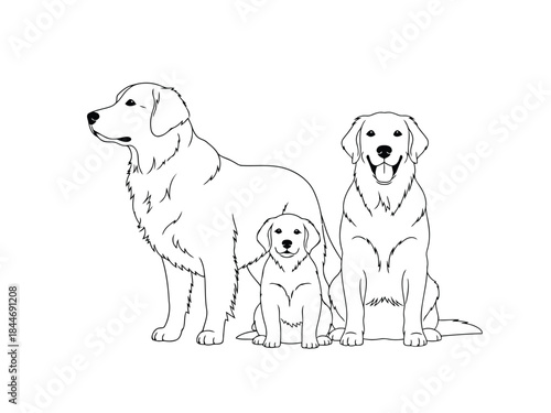 Line art illustration of a family of three golden retrievers two adults and one puppy
