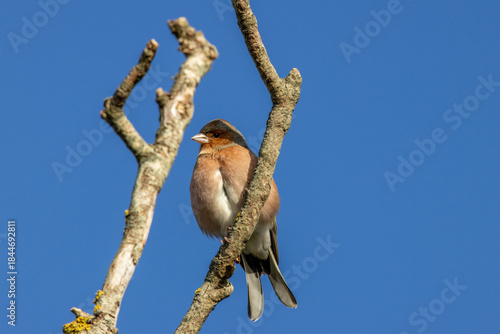 Canvas Print Chaffinch (Fringilla coelebs), colourful finch common in woodlands parks and gar