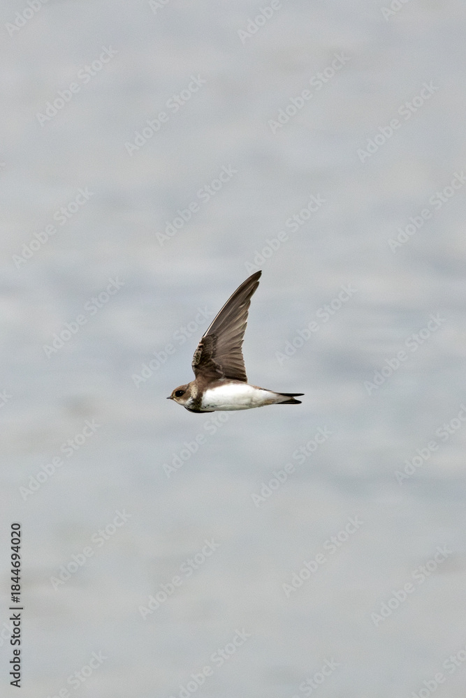 Fototapeta premium Sand Martin (Riparia riparia), migratory swallow common near water bodies in Holarctic