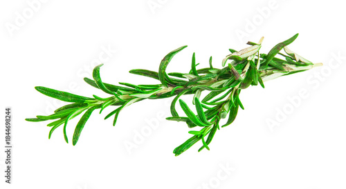 Rosemary isolated on white background.