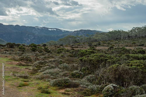 Canvas-taulu Tasmanian alpine moorland with dense heath vegetation, native shrubs and distant mountain range under dramatic cloudy sky, remote Australian wilderness landscape