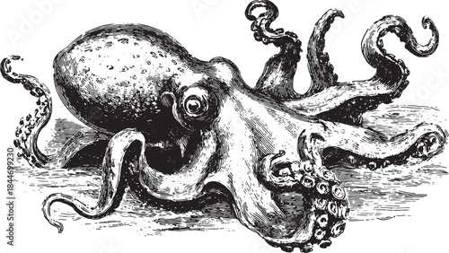 Illustration of an octopus in black and white. A detailed, vintage vector artwork showcasing marine wildlife in a realistic manner.
