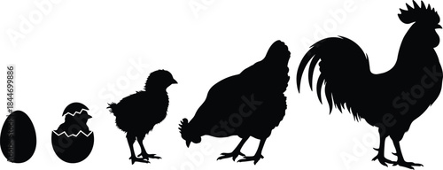 Chicken life cycle silhouettes, egg hatching chick hen rooster growth development evolution farming poultry agriculture isolated white background education concept