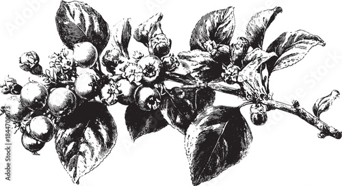 Berry branch with flowers and leaves in black and white vector illustration. Vintage botanical drawing showcasing intricate details and natural textures.