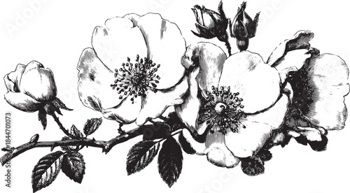 Rose flower illustration in black and white. Detailed vintage vector illustration featuring petals and leaves in a botanical set.