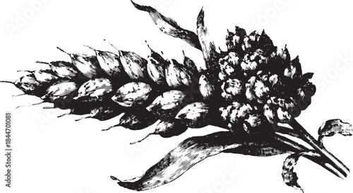 Corn plant illustration in black and white. This vintage botanical artwork features seeds and leaves, showcasing an agricultural theme in a detailed vector set.