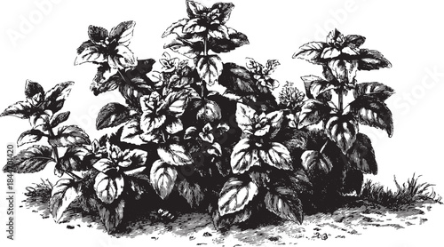 Basil plant illustration in black and white. Detailed herb vector illustration, perfect for botanical designs and vintage art.