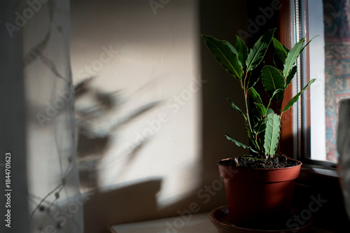 A laurel tree in a flower pot on a windowsill is illuminated by sunlight.