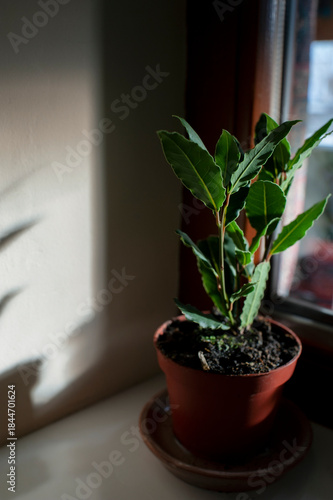 A laurel tree in a flower pot on a windowsill is illuminated by sunlight.