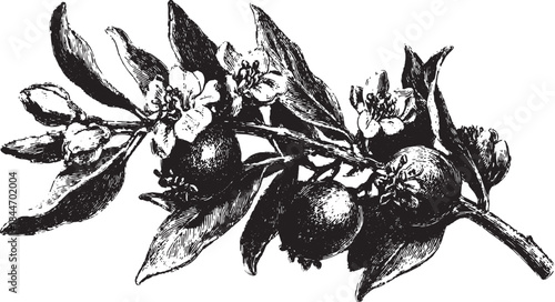 Orange fruit with leaves and flowers. Detailed black and white botanical illustration, featuring a vintage design vector set.