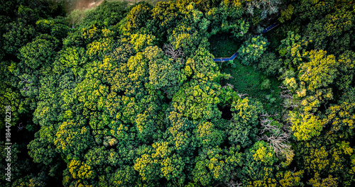 Top down aerial view of dense green forest canopy with natural textures and patterns. Overhead drone photography showing lush trees, organic shapes and untouched natural landscape.
