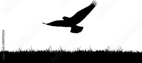 Majestic hawk silhouette soaring gracefully over a grassy field, symbolizing freedom and wild nature's power.