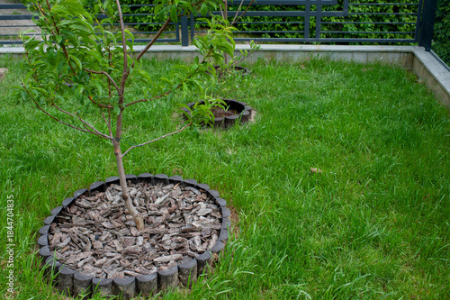 Bark mulch under a young deciduous peach tree on a green lawn in the garden on a summer day.