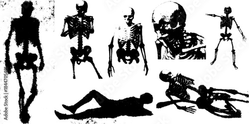 Illustration of human skeleton anatomy. Black and white vector set depicts various poses and structure for educational purposes.