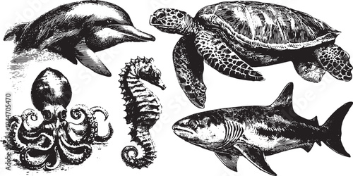 Sea creatures illustration featuring a vintage set of an octopus, shark, turtle, dolphin, and seahorse. This black and white vector illustration showcases marine diversity.