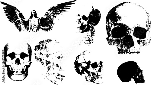 Vintage skull illustrations feature detailed line drawings and engravings. This monochrome vector set showcases skeletons and anatomical elements.