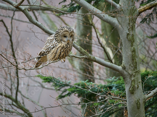 Fototapeta Naklejka Na Ścianę i Meble -  Puszczyk uralski, sowa uralska, Strix uralensis, Ural owl