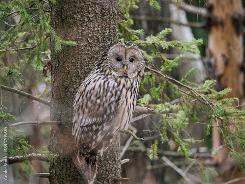 Fototapeta Naklejka Na Ścianę i Meble -  Puszczyk uralski, sowa uralska, Strix uralensis, Ural owl