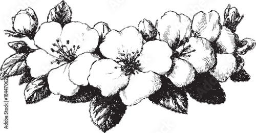 Black and white flower illustration with delicate petals and leaves. Botanical sketch art in vector format showcasing elegant floral elements.