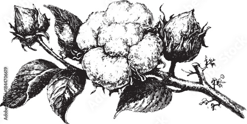 Black and white vector illustration of a cotton flower and leaves. Detailed botanical drawing set showcasing natural beauty in a classic style.