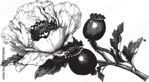 Detailed black and white vector illustration of a poppy flower and its seeds. This vintage artwork highlights the natural beauty and structure of the plant.
