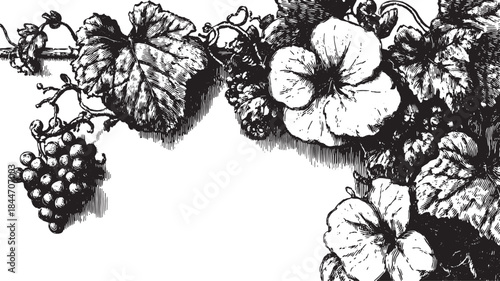Botanical illustration featuring grapes and flowers with detailed vines and leaves. A classic black and white vector illustration for decorative purposes.