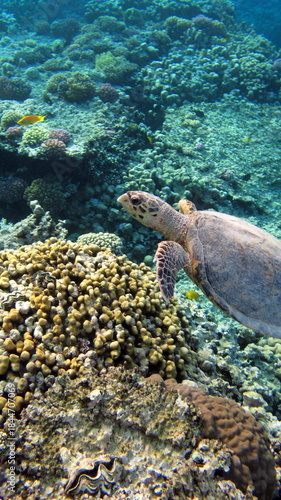 Hawksbill sea turtle (CR species) Hawksbill Turtle - Eretmochelys imbricata.