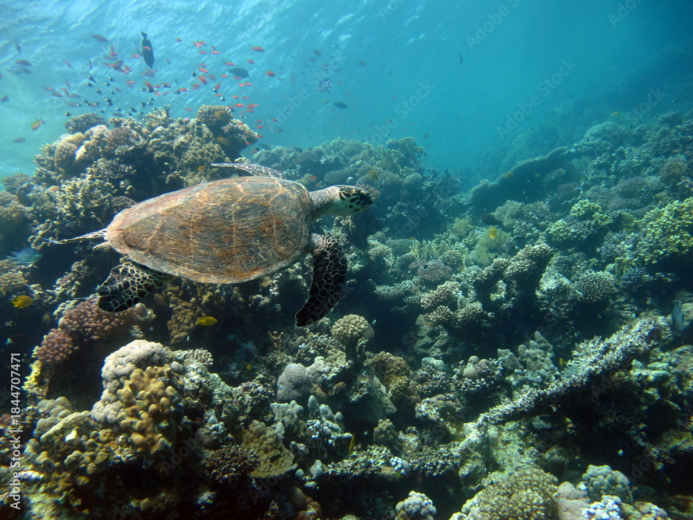 Fototapeta premium Hawksbill sea turtle (CR species) Hawksbill Turtle - Eretmochelys imbricata.