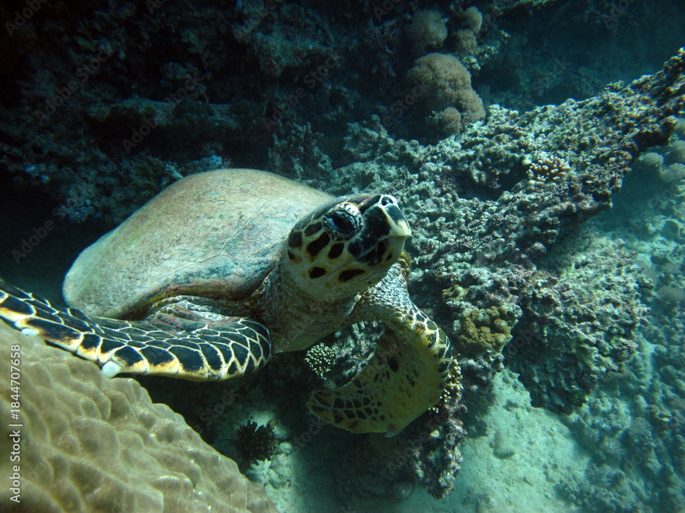 Obraz premium Hawksbill sea turtle (CR species) Hawksbill Turtle - Eretmochelys imbricata.