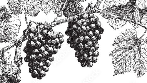 Grapes on vine in black and white vector illustration. Detailed botanical drawing with healthy fruits and leaves, creating a classic visual.