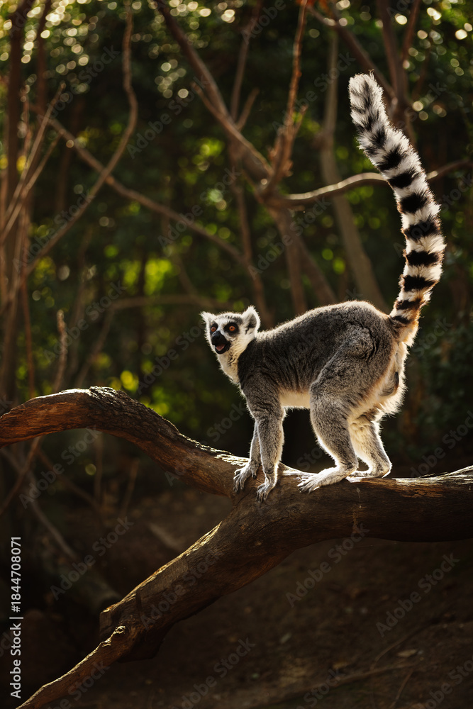 Fototapeta premium Ring-tailed lemur on a branch in an alert and expressive pose