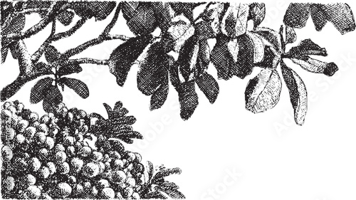 Botanical illustration featuring detailed leaves and fruit on a branch. This vintage-style graphic showcases nature in a black and white vector format.